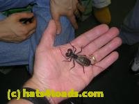 /home//u458753944/public_html/sourcegallery////////Insects and small critters/other arthopods/DSCN3705.JPG